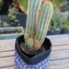 P-EDI012 - Cache pot/Panier multiusage - Purple Grid - 4